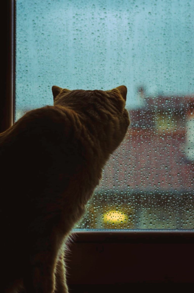 cat looking at storm