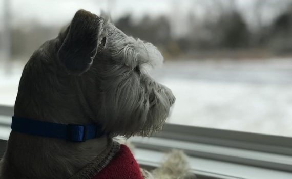 Schnauzer looking out the window, offset by dark, dreary weather