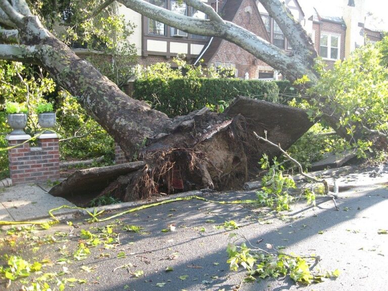 tree damaged by tornado