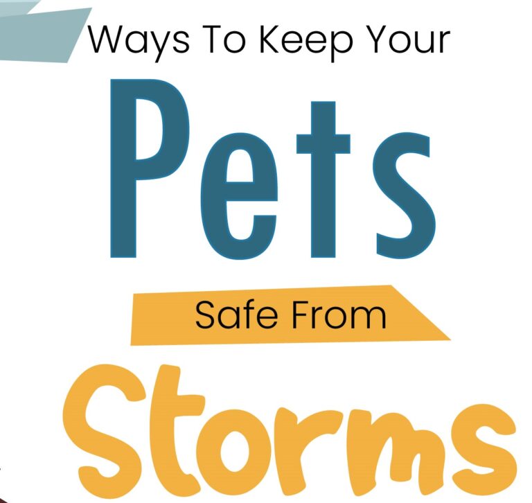 Ways to Keep your Pets Safe from Storms