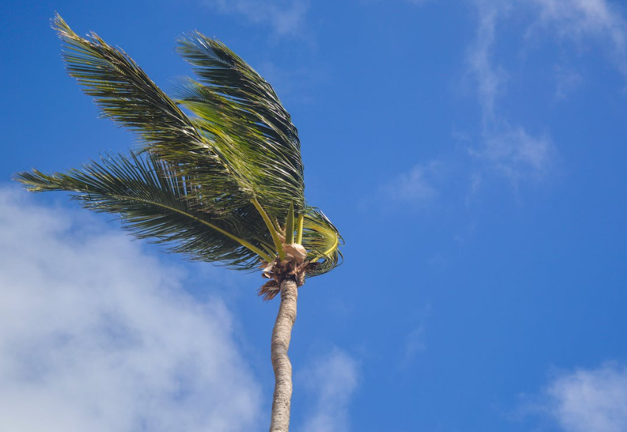 Coconut tree swaying in the wind.