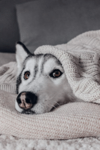Husky dog lying under a blanket