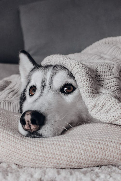 Husky dog lying under a blanket