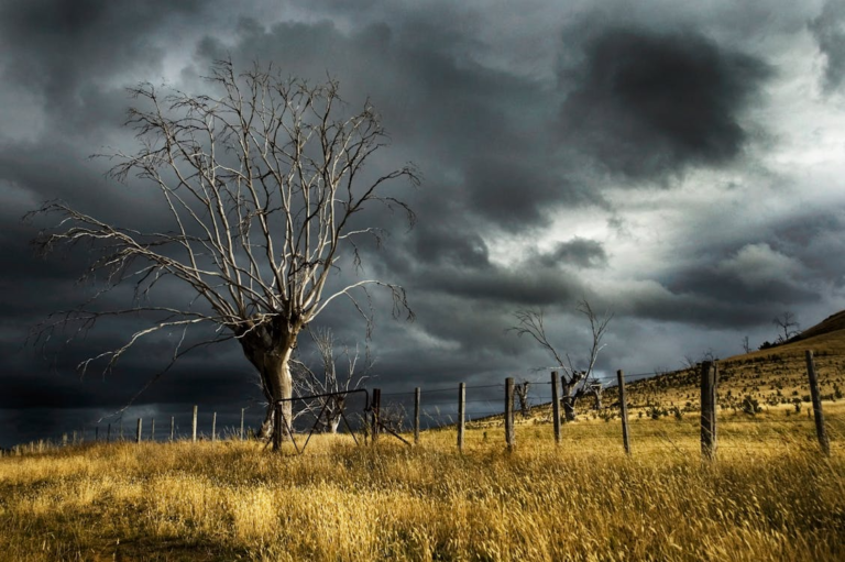 Dark storm system near a withered tree and a field